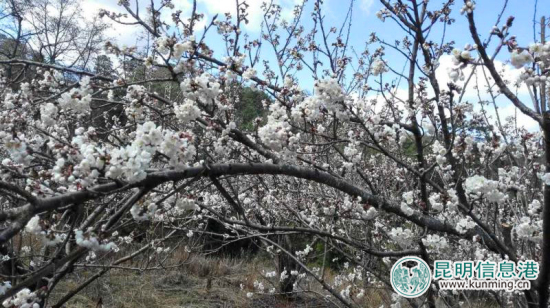 逛學社賞櫻桃花摘草莓 富民赤鷲春季游玩攻略出爐 逛學社賞櫻桃花摘草莓 富民赤鷲春季游玩攻略出爐