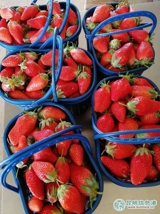 逛學社賞櫻桃花摘草莓 富民赤鷲春季游玩攻略出爐 逛學社賞櫻桃花摘草莓 富民赤鷲春季游玩攻略出爐