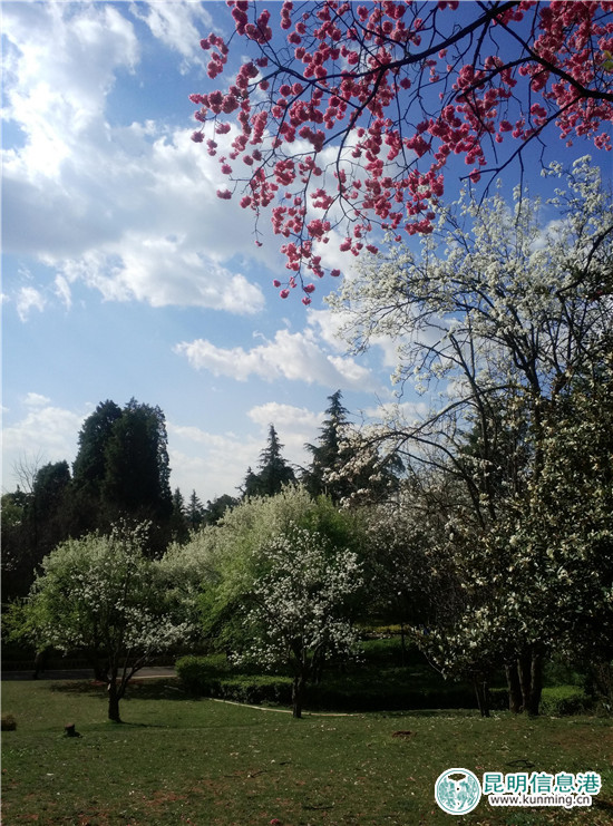 昆明植物園“三八節(jié)”特惠 女同胞可享受半票入園 昆明植物園“三八節(jié)”特惠 女同胞可享受半票入園