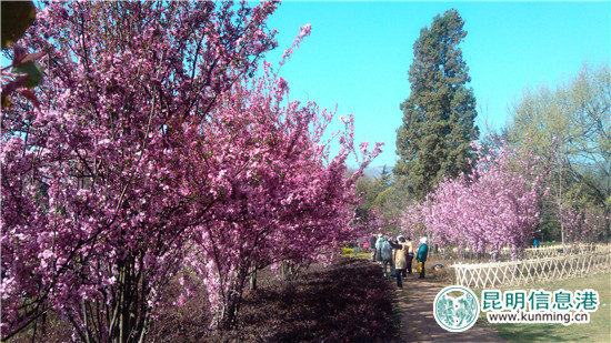 昆明植物園“三八節(jié)”特惠 女同胞可享受半票入園 昆明植物園“三八節(jié)”特惠 女同胞可享受半票入園