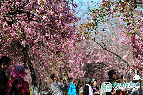     “圓通櫻潮”迎來最佳觀賞期。