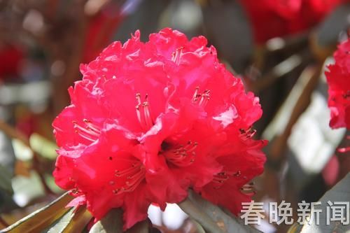 杜鵑花 杜鵑花