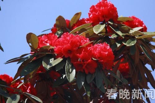 杜鵑花 杜鵑花