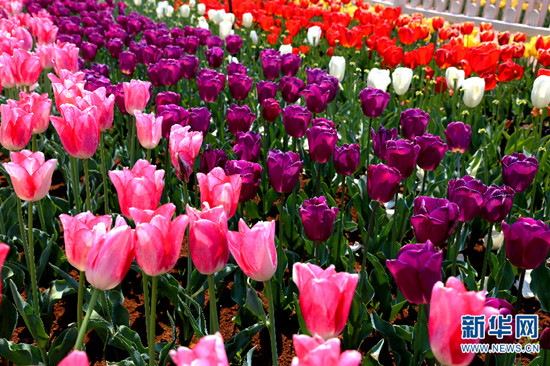 昆明撈魚河濕地公園郁金香盛放迎春