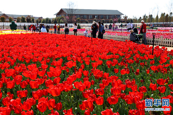 昆明撈魚河濕地公園郁金香盛放迎春