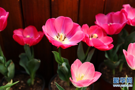 昆明撈魚河濕地公園郁金香盛放迎春