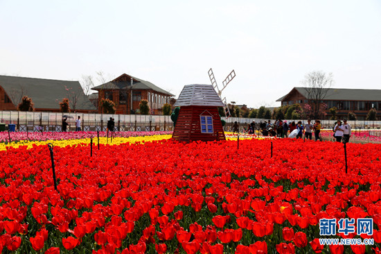 昆明撈魚河濕地公園郁金香盛放迎春