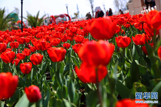 昆明撈魚河濕地公園郁金香盛放迎春