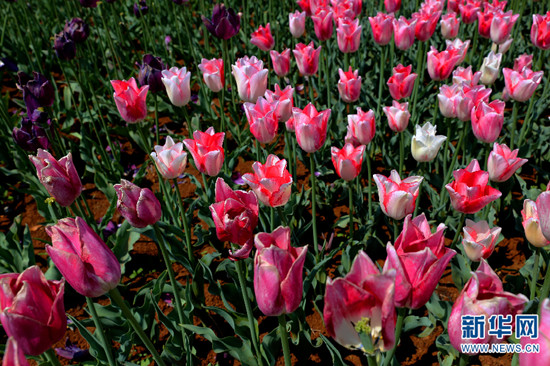 昆明撈魚河濕地公園郁金香盛放迎春