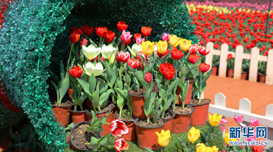 昆明撈魚河濕地公園郁金香盛放迎春