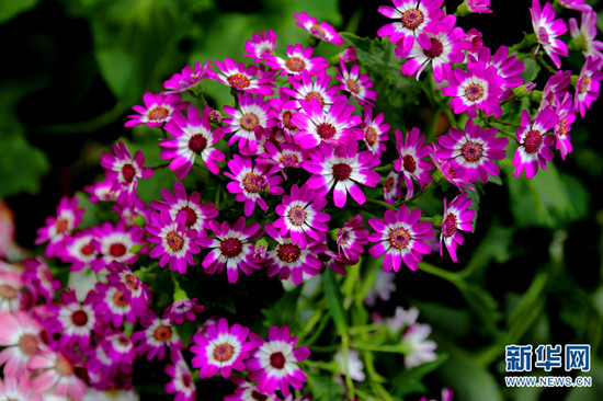 昆明撈魚河濕地公園郁金香盛放迎春