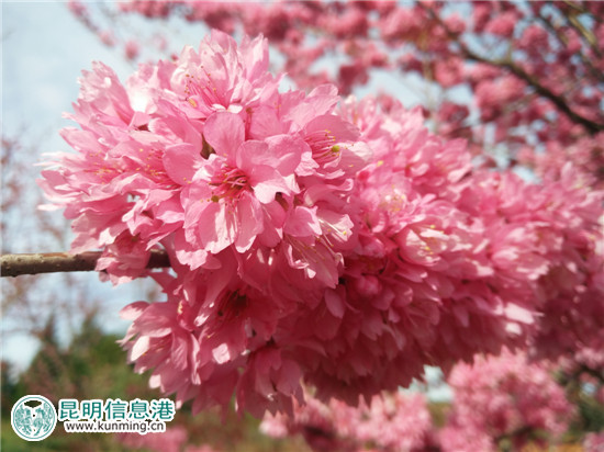 第二屆云南撫仙湖櫻花節(jié)17日開幕 2.5公里櫻花海岸線春色濃