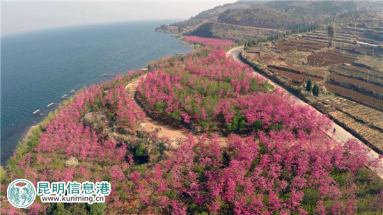 第二屆云南撫仙湖櫻花節(jié)17日開幕 2.5公里櫻花海岸線春色濃