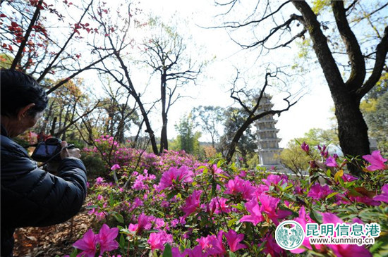 黑龍?zhí)兜谑鶎枚霹N花節(jié)啟幕 35萬余株杜鵑染紅山谷