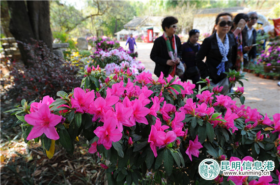 黑龍?zhí)兜谑鶎枚霹N花節(jié)啟幕 35萬余株杜鵑染紅山谷