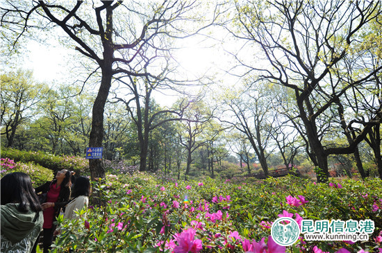 黑龍?zhí)兜谑鶎枚霹N花節(jié)啟幕 35萬余株杜鵑染紅山谷