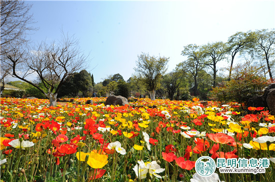黑龍?zhí)兜谑鶎枚霹N花節(jié)啟幕 35萬余株杜鵑染紅山谷