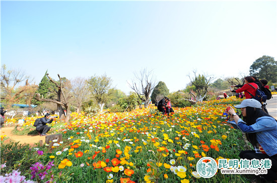 黑龍?zhí)兜谑鶎枚霹N花節(jié)啟幕 35萬余株杜鵑染紅山谷