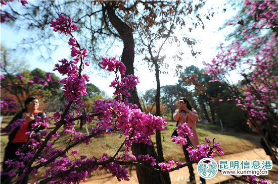 黑龍?zhí)兜谑鶎枚霹N花節(jié)啟幕 35萬余株杜鵑染紅山谷