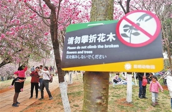 圓通山迎賞花高峰 莫讓櫻花節(jié)變櫻花“劫”