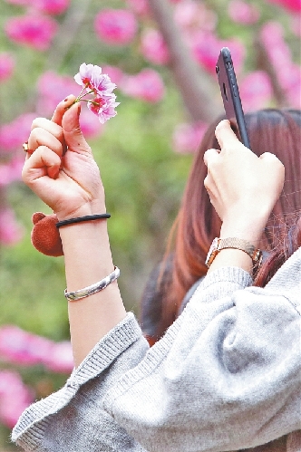 圓通山迎賞花高峰 莫讓櫻花節(jié)變櫻花“劫”