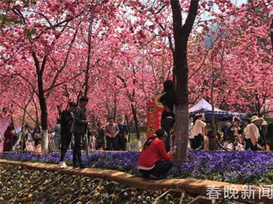 “別踩我，我怕疼”圓通山賞櫻花游人請(qǐng)“腳下留情”