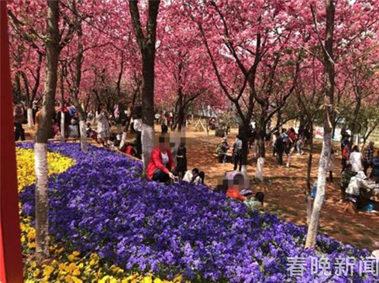 “別踩我，我怕疼”圓通山賞櫻花游人請(qǐng)“腳下留情”