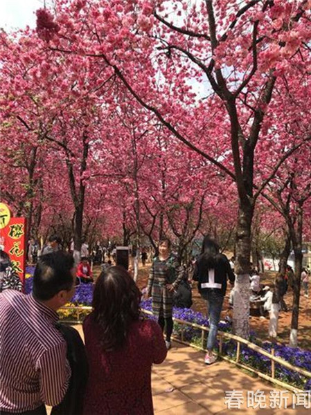 “別踩我，我怕疼”圓通山賞櫻花游人請(qǐng)“腳下留情”