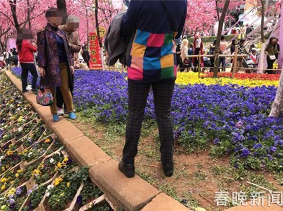 “別踩我，我怕疼”圓通山賞櫻花游人請(qǐng)“腳下留情”