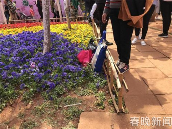 “別踩我，我怕疼”圓通山賞櫻花游人請(qǐng)“腳下留情”