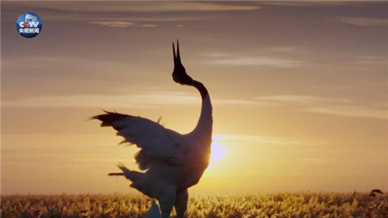 央視原創(chuàng)時(shí)政微視頻丨美麗中國說