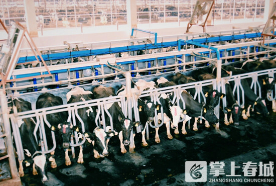 依次排隊(duì)準(zhǔn)備擠奶的奶牛