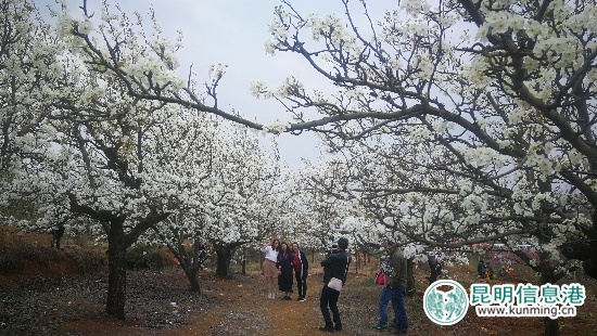 萬(wàn)溪沖梨花盛開(kāi) 萬(wàn)溪沖梨花盛開(kāi)