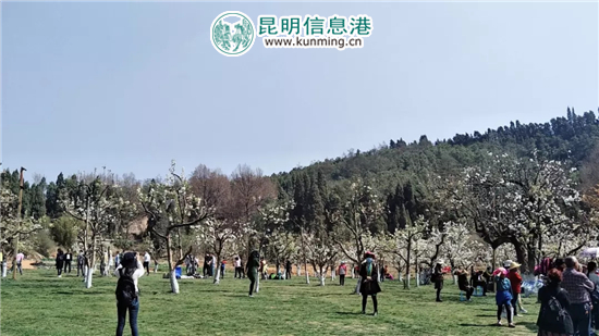 昆明高新區(qū)2018年第四屆秋木箐梨花節(jié)隆重啟幕