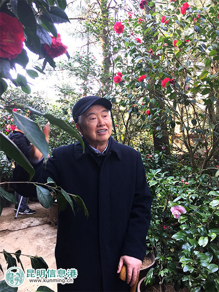 昆明林下經(jīng)濟(jì)產(chǎn)值達(dá)35億元 臥云山上種有世界最大最香茶花