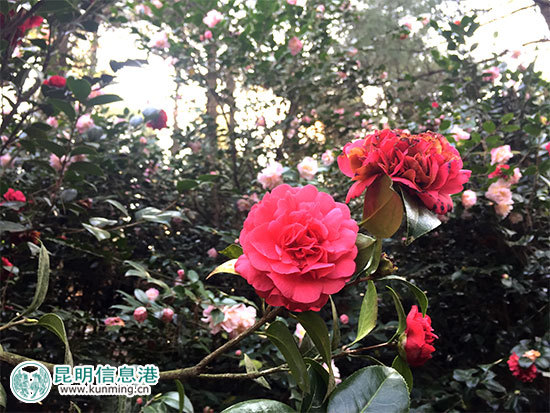 昆明林下經(jīng)濟(jì)產(chǎn)值達(dá)35億元 臥云山上種有世界最大最香茶花