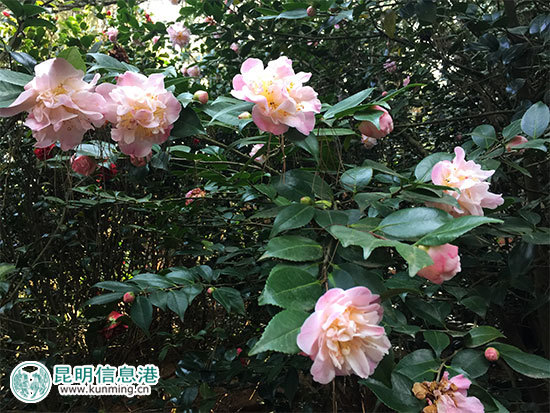 昆明林下經(jīng)濟(jì)產(chǎn)值達(dá)35億元 臥云山上種有世界最大最香茶花