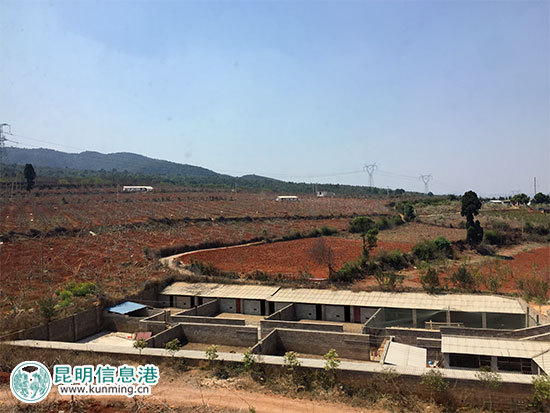 昆明林下經(jīng)濟(jì)產(chǎn)值達(dá)35億元 臥云山上種有世界最大最香茶花