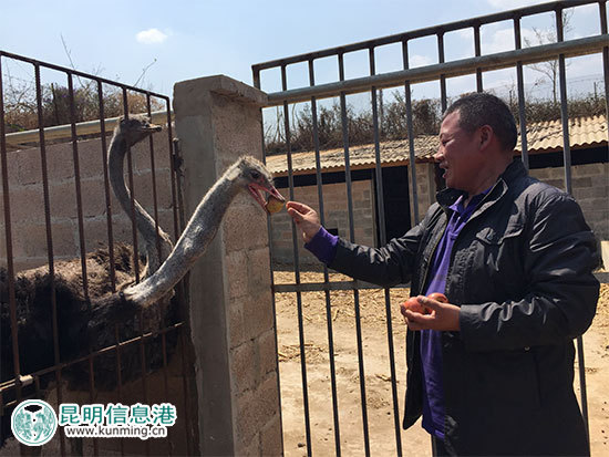 昆明林下經(jīng)濟(jì)產(chǎn)值達(dá)35億元 臥云山上種有世界最大最香茶花