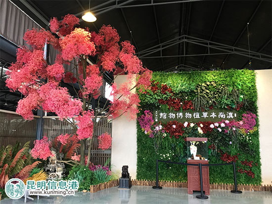 昆明林下經(jīng)濟(jì)產(chǎn)值達(dá)35億元 臥云山上種有世界最大最香茶花