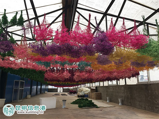 昆明林下經(jīng)濟(jì)產(chǎn)值達(dá)35億元 臥云山上種有世界最大最香茶花