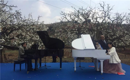 萬(wàn)畝梨花舞春風(fēng) 昆明呈貢舉辦第六屆梨花節(jié)