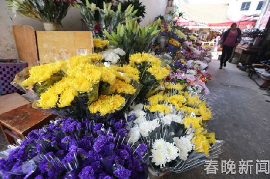 清明節(jié)將至 菊花銷量緊俏價(jià)格上漲 清明節(jié)將至 菊花銷量緊俏價(jià)格上漲