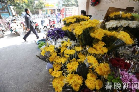 清明節(jié)將至 菊花銷量緊俏價(jià)格上漲 清明節(jié)將至 菊花銷量緊俏價(jià)格上漲