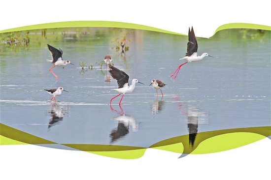 昆明市加大力度改善滇池湖濱生態(tài)濕地生態(tài)環(huán)境 水質(zhì)得到全面提升 昆明市加大力度改善滇池湖濱生態(tài)濕地生態(tài)環(huán)境 水質(zhì)得到全面提升