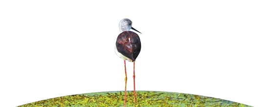 昆明市加大力度改善滇池湖濱生態(tài)濕地生態(tài)環(huán)境 水質(zhì)得到全面提升 昆明市加大力度改善滇池湖濱生態(tài)濕地生態(tài)環(huán)境 水質(zhì)得到全面提升