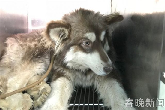 20只寵物犬屠刀下獲救急尋主 丟狗狗的快來認(rèn)領(lǐng) 20只寵物犬屠刀下獲救急尋主 丟狗狗的快來認(rèn)領(lǐng)