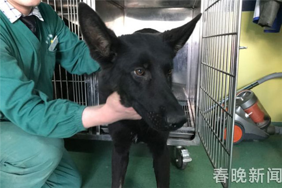 20只寵物犬屠刀下獲救急尋主 丟狗狗的快來認(rèn)領(lǐng) 20只寵物犬屠刀下獲救急尋主 丟狗狗的快來認(rèn)領(lǐng)