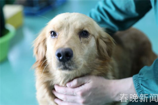 20只寵物犬屠刀下獲救急尋主 丟狗狗的快來認(rèn)領(lǐng) 20只寵物犬屠刀下獲救急尋主 丟狗狗的快來認(rèn)領(lǐng)