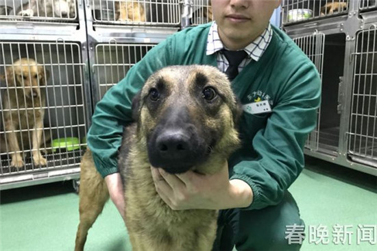 20只寵物犬屠刀下獲救急尋主 丟狗狗的快來認(rèn)領(lǐng) 20只寵物犬屠刀下獲救急尋主 丟狗狗的快來認(rèn)領(lǐng)